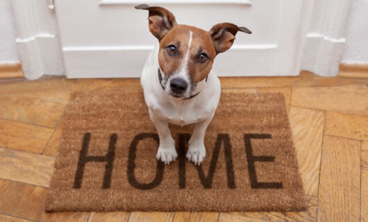 Dog on Door mat | All Floors Design Centre